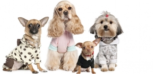 Pet accessories